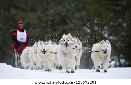 CONCONULLY, WASHINGTON - JANUARY 24:  Driver Don Duncan and his team of white Samoyed dogs compete in the Snow Dog Super Mush Dog Sled Race on January 24, 2010 in Conconully, Washington