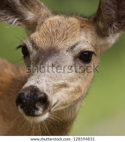 Mule Deer Doe female highly detailed close up portrait with selective focus on the eye of the deer, with natural green background
