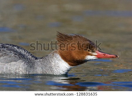 Female Common / American Merganser swims with red head and neck extended forward, fishing, at the confluence of the Methow and Columbia River, Washington state.  Duck hunting the Pacific Northwest