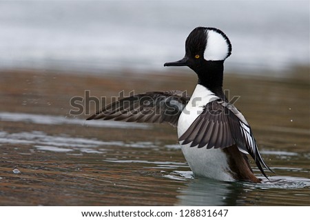 Hooded Merganser flapping wings, prepares to take flight, Columbia River, Washington state. Duck hunting Pacific Northwest take off takeoff fly Lophodytes cucullatus Nature bird wildlife photography
