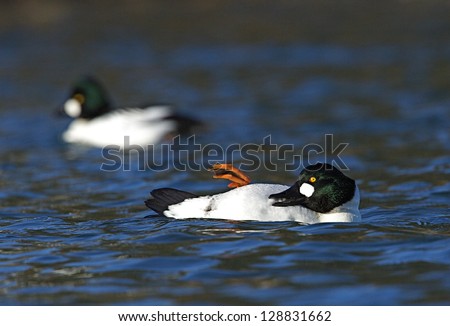 Common Goldeneye Ducks, bucephala clangula, swimming & preening in a comical pose with orange foot elevated at the Columbia River, Washington state.  Duck hunting the Pacific Northwest elevate feet