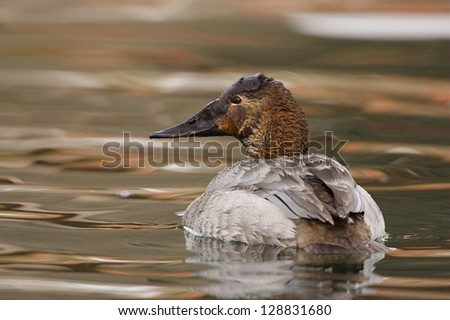 Female Canvasback Duck swimming at the Columbia River, Washington state.  brown water and earth tones Duck hunting the Pacific Northwest