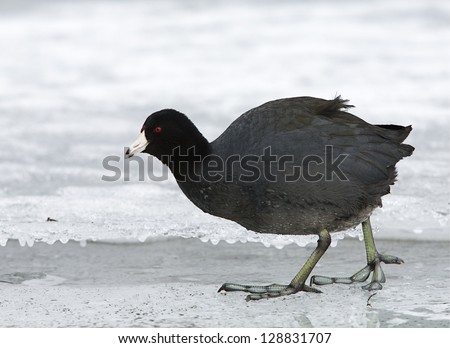 American Coot with big huge feet walking on ice berg / burg at the Columbia River, Washington state.  Duck hunting the Pacific Northwest nature bird and wildlife photography Fulica americana