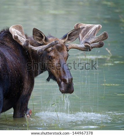 Bull Moose in water wetland pond lake river, Glacier National Park, Montana.  Trophy big game hunting season maine