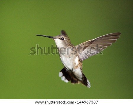Calliope Hummingbird, female, highly detailed flight image, with wings extended and natural green background; Pacific Northwest wildlife / nature / birding