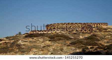 Bull Snake sunning itself in summer sun on rocks with blue sky background wildlife photography cold blooded reptile predator Pacific Northwest Wildlife and Nature
