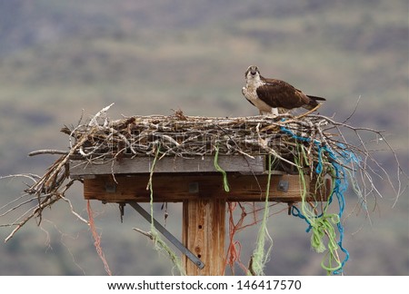Osprey on nest of twigs, string, and twine atop a man made nesting platform on a telephone pole Osprey, a.k.a. Sea Hawk, Seahawks, Fish Hawk, Sea Eagle, Pandion haliaetus