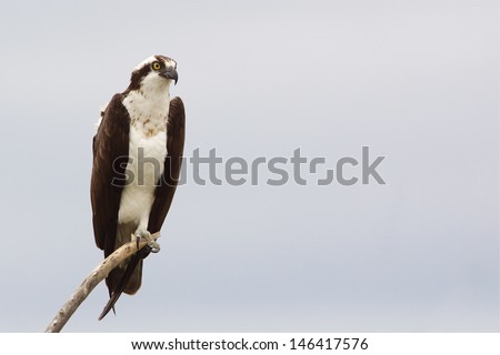 Osprey, a.k.a. Sea Hawk, Fish Hawk, Sea Eagle, Pandion haliaetus  perched on branch isolated against an overcast gray sky background