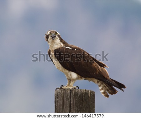 Osprey perched atop a wood post, screaming with beak open Ospreys are also known as Sea Hawk, Seahawks, Fish Hawk, Sea Eagle, Pandion haliaetus