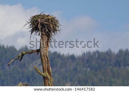 Osprey nest atop a dead tree with woodlands and blue sky in the background Ospreys are also known as Sea Hawks, Seahawks, Fish Hawks, Sea Eagles, Pandion haliaetus