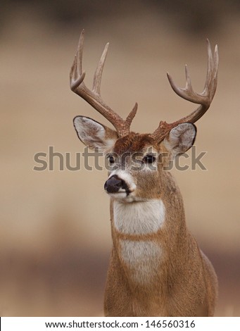 Whitetail Buck Deer With Unusual Double White Chest And Throat Patch Midwestern Midwest Big Game Deer Hunting White-Tailed Deer Stag Iowa Ohio Illinois Indiana Wisconsin Michigan Minnesota Missouri