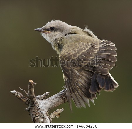 Baby Bird trying to fly for the first time (fledge) with wings spread open Western Kingbird, Tyrannus verticalis  The Western Kingbird is a large tyrant flycatcher