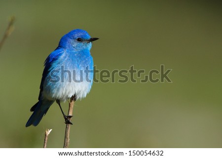 Mountain Bluebird Perched Against A Natural Green Background In Yellowstone National Park, Wyoming / Montana / Idaho Songbird Blue Bird Western Eastern Mountain