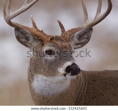 Trophy Whitetail Buck Deer Stag, portrait, midwest deer hunting big game season for White Tailed deer in midwestern states