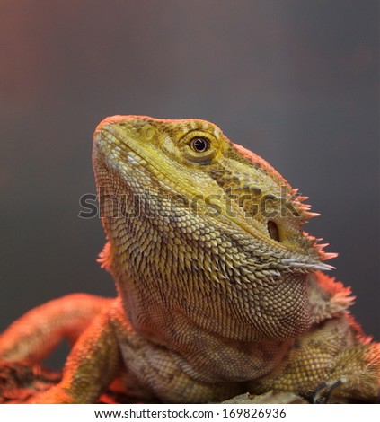 Bearded Dragon, close up detailed portrait. Native to the desert landscape of Australia and the Australian Outback reptile, member of lizard family, commonly kept as pets