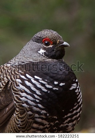 Franklin\'s Spruce Grouse, Falcipennis canadensis, adult male highly detailed close up portrait in national forest evergreen habitat   Grouse Hunting Upland Game Bird Hunting Small Game Hunting