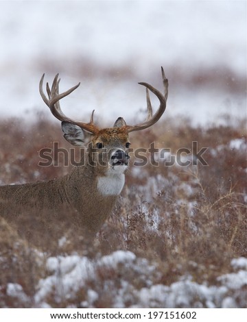 Whitetail Buck in Winter Snow - trophy rack deer hunting season midwest trophy buck archery rifle gun hunt