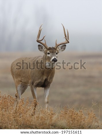Whitetail Buck deer hunting season