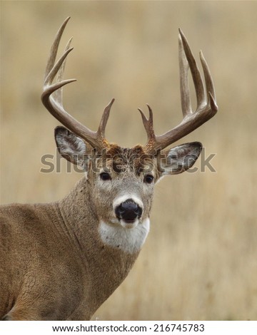 Trophy Whitetail Buck with very heavy 10 point antlers close up highly detailed portrait Big game hunting white tailed deer with archery bow gun free range buck photographed in the wild, not in a cage