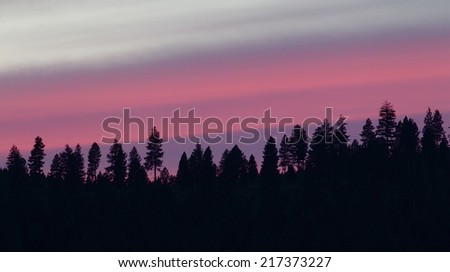 Pine Tree Forest silhouette against a colorful purple pink sunset on the Colville Indian Reservation in Washington State makes a good background with plenty of room for text