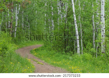 Nature Trail thru a happy forest of aspen & birch trees w/ distinctive white tree trunks yellow wild flowers border the path walking biking horse riding hiking running jogging cross country