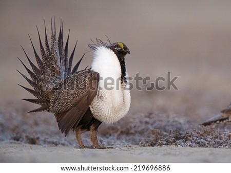 Greater Sage Grouse, Centrocercus urophasianus  performing spring mating display on the lek (breeding grounds) endangered / threatened species  upland game bird hunting in the western United States