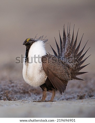 Greater Sage Grouse, Centrocercus urophasianus  performing spring mating display on the lek (breeding grounds) endangered / threatened species  upland game bird hunting in the western United States