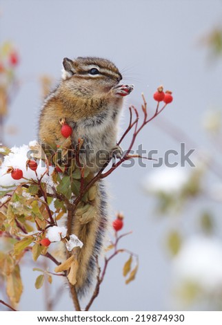 Christmas Holiday Wildlife a chipmunk perches amongst the snow covered branches of a Winter Berry bush and feasts upon the festive red berries
