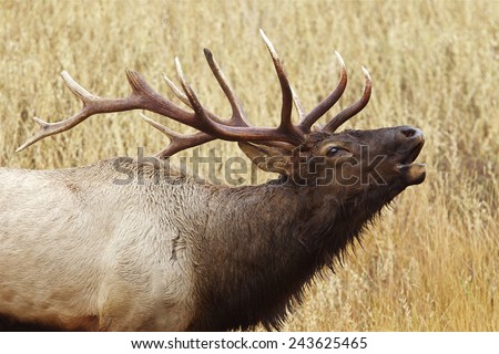 Close up of a Large Bull Elk Stag bugling / calling Rocky Mountain Elk, Cervus canadensis  Big game & deer hunting in Montana, Colorado, Wyoming, Oregon, Idaho, Utah, & Washington
