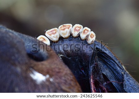 Teeth of a Rocky Mountain Elk, Cervus canadensis  highly detailed view of the lower front teeth with selective focus on the teeth and gum and the other parts tastefully blurred