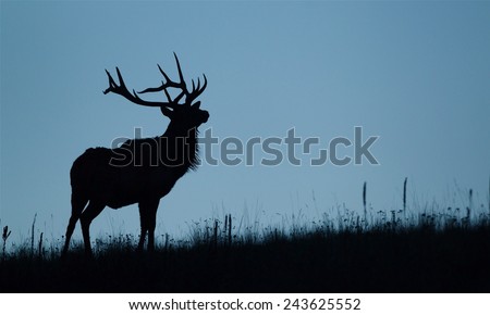 Silhouette image of a large bull Elk stag against a cool blue sky Rocky Mountain Elk, Cervus canadensis