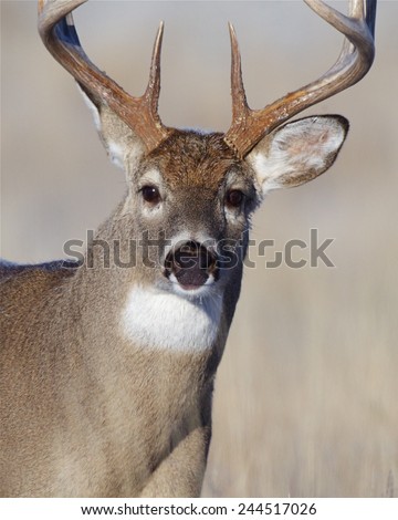 Mature Whitetail Buck, highly detailed close up portrait free range deer hunting in midwestern states Ohio Illinois Indiana Michigan Wisconsin Minnesota Missouri Kansas Nebraska North South Dakota