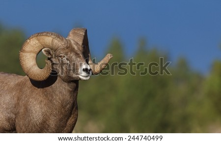 Wild Bighorn Sheep Full Curl Ram against a natural background of evergreen trees and clear blue sky Big game in Rocky Mountain states of Colorado Montana Wyoming Idaho Oregon Washington Utah Nevada