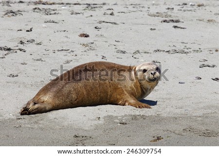 Pacific Harbor Seal, Phoca vitulina, on sandy beach of Smith Island, in the San Juan Islands in the Strait of Juan de Fuca, between British Columbia and Washington state
