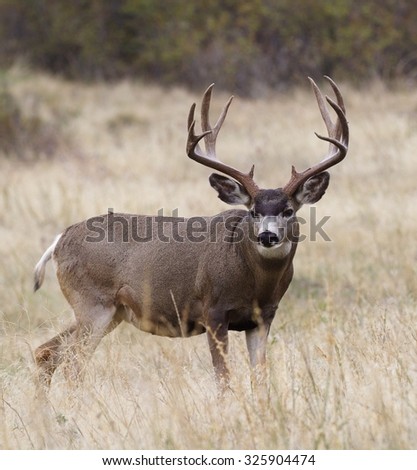 Large, heavy antlered Mule Deer buck stag in prairie grassland habitat\
big game deer hunting in the american west