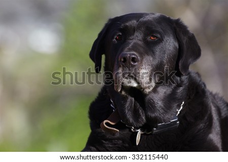 Black Labrador Retriever\
Portrait of an aging Black Lab duck hunting dog with nice golden catchlight in his eyes, against a natural background