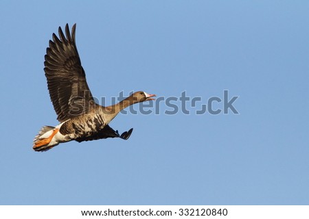 Greater White-fronted Goose, a.k.a. Specklebelly Goose, in flight against a blue sky\
Anser albifrons\
Goose and duck hunting in the Pacific and Central Flyways