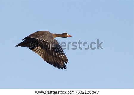 Greater White-fronted Goose, a.k.a. Specklebelly Goose, in flight against a blue sky\
Anser albifrons\
Goose and duck hunting in the Pacific and Central Flyways