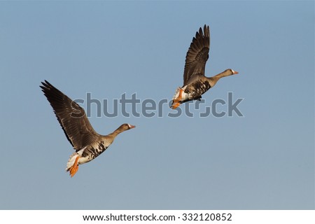 Greater White-fronted Geese, a.k.a. Specklebelly Goose, in flight against a blue sky\
Anser albifrons\
Goose and duck hunting in the Pacific and Central Flyways
