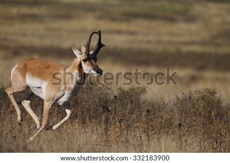 A male (buck) Pronghorn Antelope, Antilocapra americana, the fastest mammal in North America, runs at high speed across the Great Plains