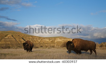 prairie habitat