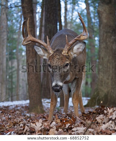 unique close-up, wide angle perspective, Whitetail Buck Deer in Oak forest;  Smoky Mountains National Park Tennessee North Carolina white tail / white-tailed / white-tail / white tailed / whitetailed