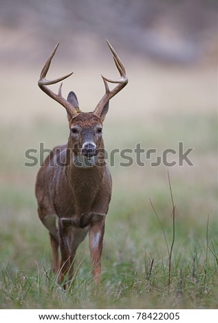 Whitetail Buck walking in grassy habitat, Great Smoky Mountains, Tennessee