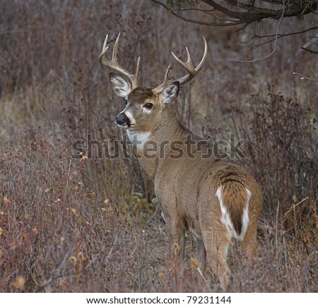Whitetail Buck Deer in natural habitat, head turned over back looking at camera