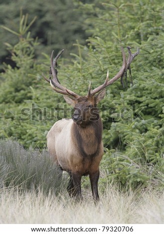 Bull Elk with velvet falling off antlers on Gold Bluffs Beach Campground