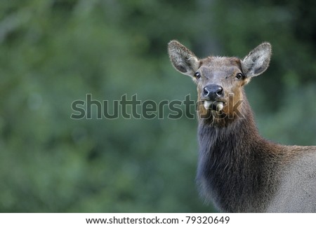 forest cow