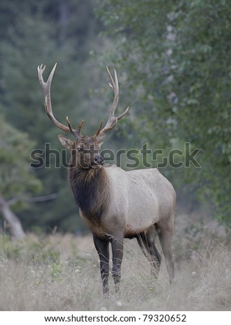 Roosevelt Elk in Redwood National Park, California