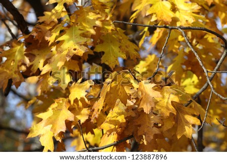 autumn oak leafs golden colors
