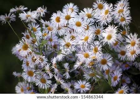 Many daisies in top view