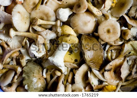 mushrooms as texture or background